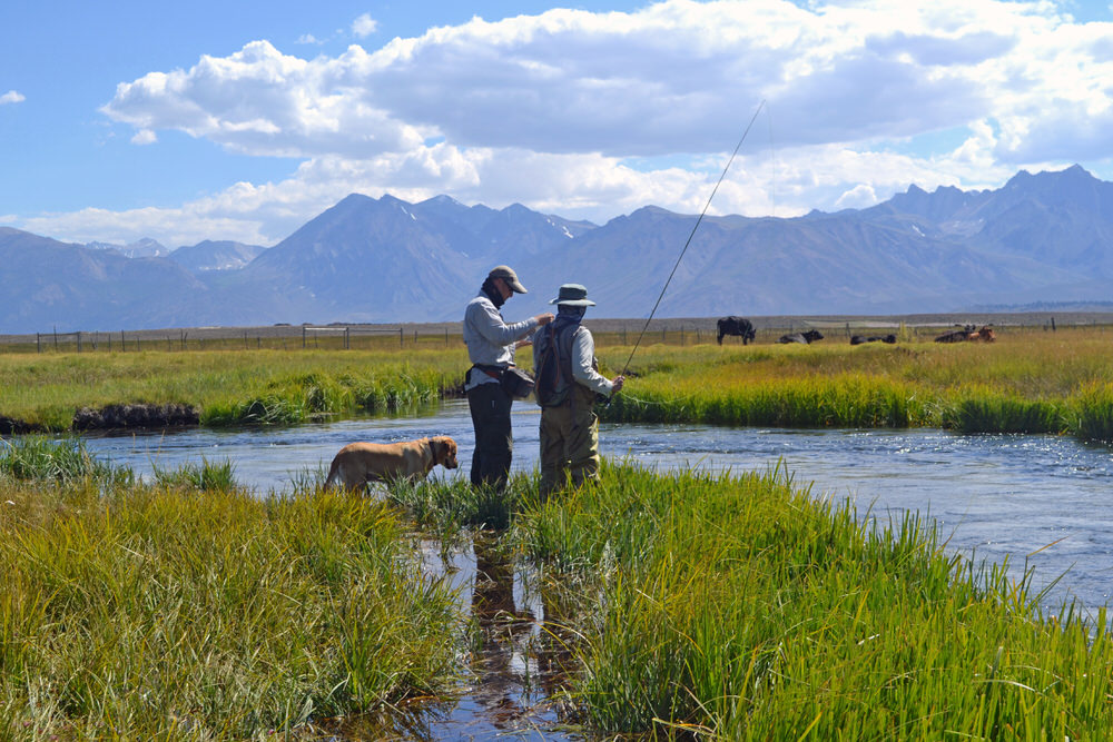 Fly Fishing Guide on Upper Owens River Eastern Sierra Fly Fishing