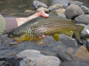 Best Trout Fishing In Bishop Ca