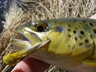 Fishing Flies Shops