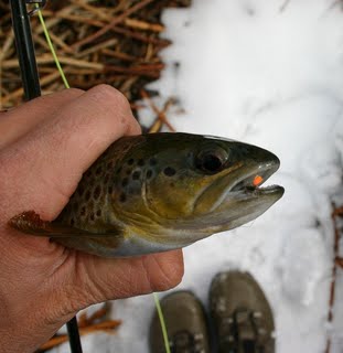 Ca Fish Report