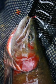 Huge head of cutthroat with slashes in the throat upper owens river