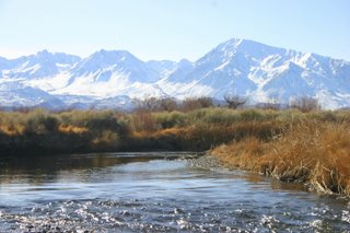 Sierra Trout Magnet