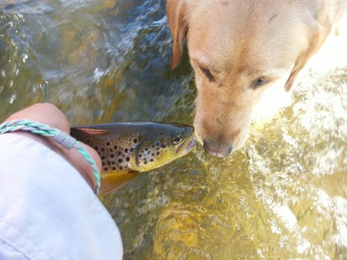 Best Lakes To Fish California