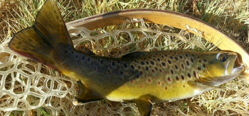 Mammoth Fly Fishing Guide