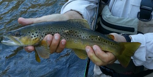 Bishop Fly Fishing