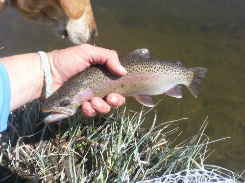 Bishop Fly Fishing