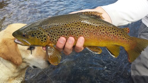 Best Trout Fishing Near