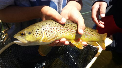 Lakes To Fish California