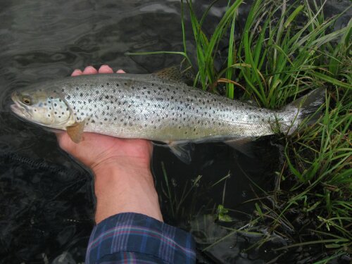 Upper Owens River Fishing Report