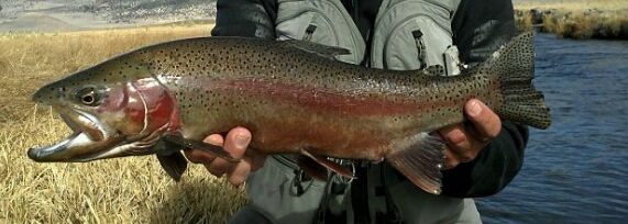 Large rainbow trout held up on the upper Owens River with river in the background and brown November grass on the ground