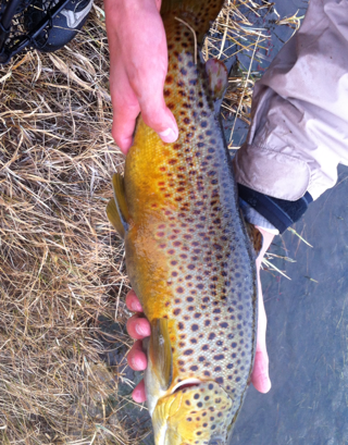 Large Brown Trout in dark yellow and spots held over the bank of the East Walker River