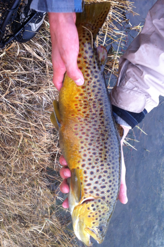 Large Brown Trout in dark yellow and spots held over the bank of the East Walker River