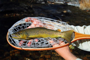 Bishop Creek brown trout