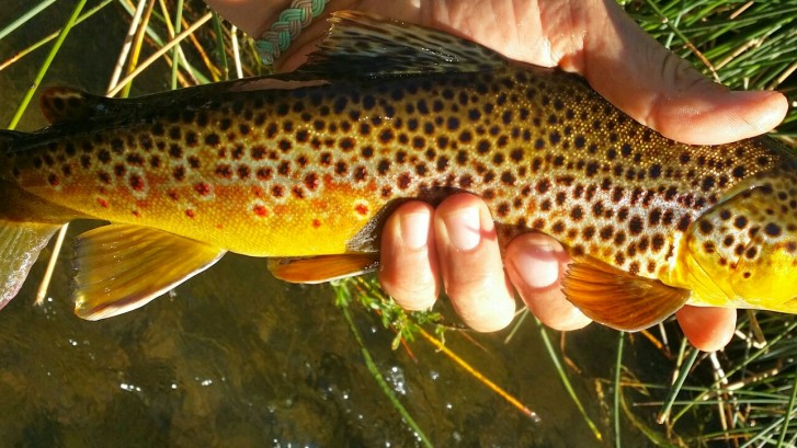 Beautiful yellow Brown Trout in Hand on the East Walker RIver