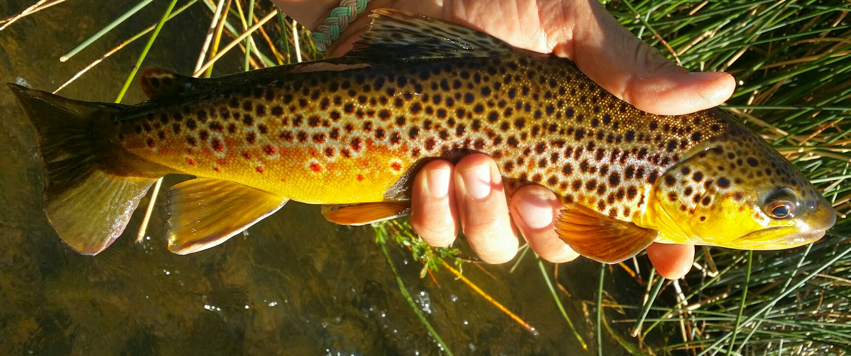 Beautiful yellow Brown Trout in Hand on the East Walker RIver