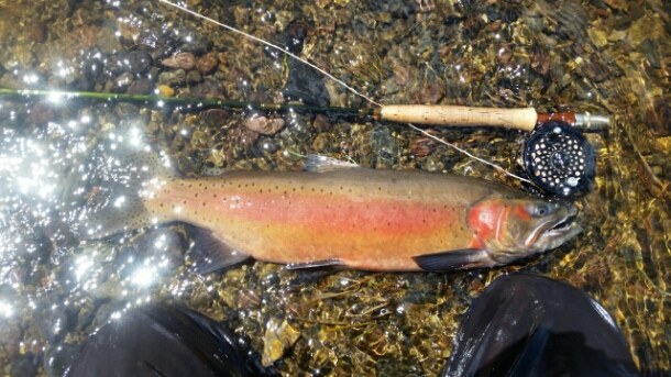 STM Fly Fishing - large colourful cutthroat trout 