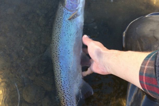 rainbow trout llaying in the water on the Upper Owens near Mammoth Lakes California