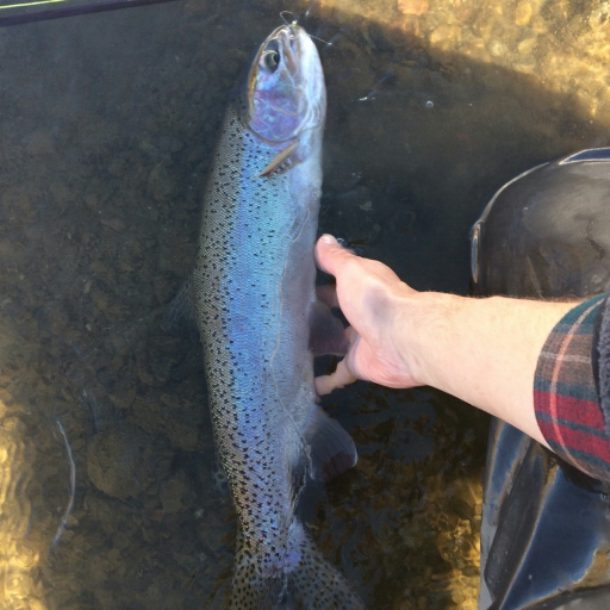 rainbow trout llaying in the water on the Upper Owens near Mammoth Lakes California