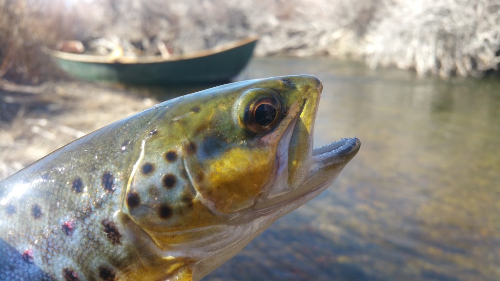 eastern sierra fly fishing guide, bishop fly fishing