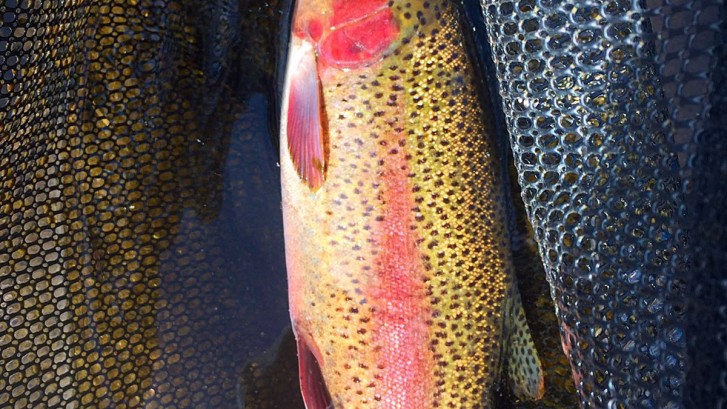 hot creek fly fishing, mammoth lakes fly fishing, hot creek fly fishing guide