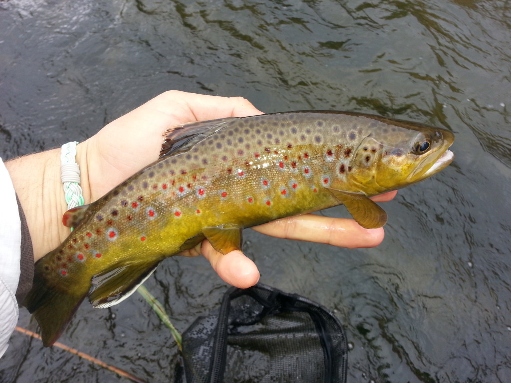 Lower Owens River Fly Fishing 