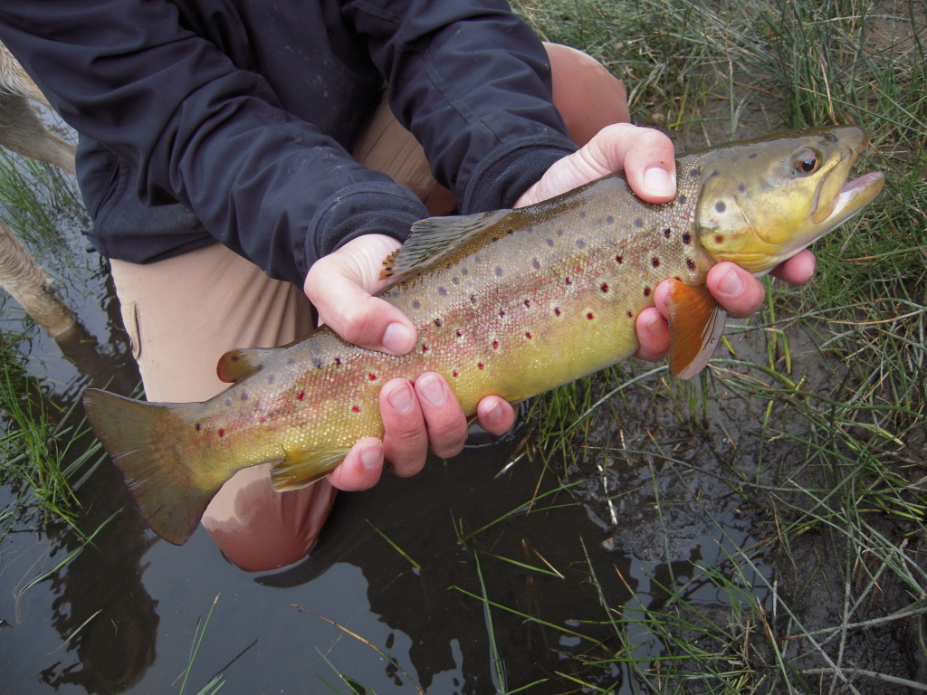 Hot Creek Fly Fishing