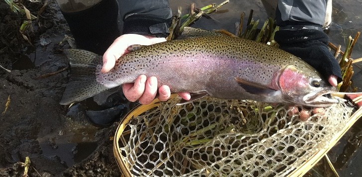 Upper Owens River Fly Fishing