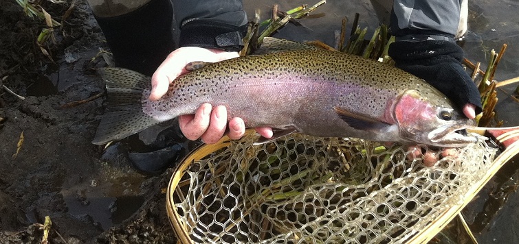 Upper Owens River Fly Fishing