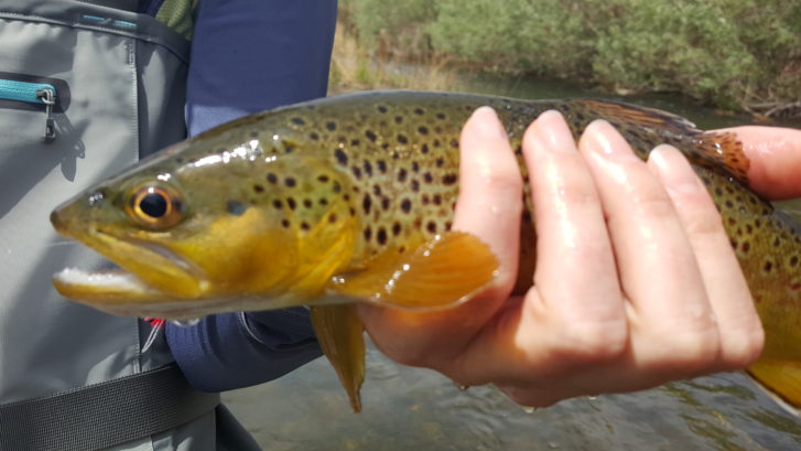 Lower Owens Fly Fishing