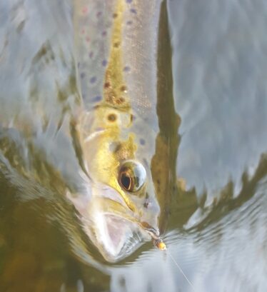 Owens River Fly Fishing