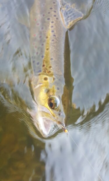 Owens River Fly Fishing