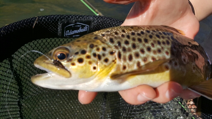Lower Owens River Brown Trout