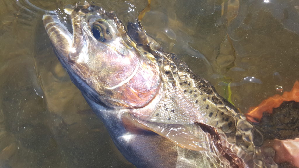 Upper Owens River Fly Fishing 