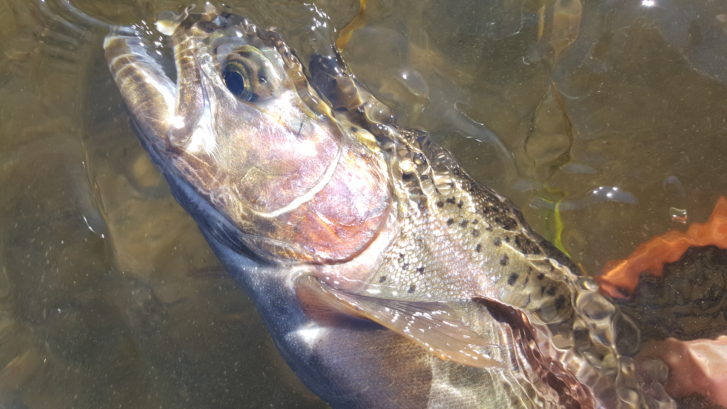 Upper Owens River Fly Fishing