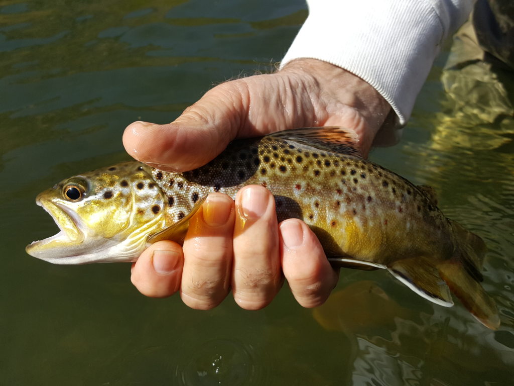 Eastern Sierra Fly fishing guide, Mammoth Lakes Fly Fishing 