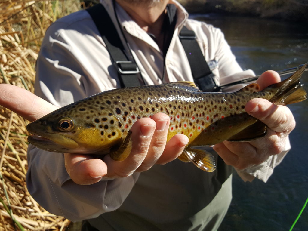 Lower Owens River Fly Fishing guide, eastern Sierra Fly fishing, Mammoth Lakes Fly Fishing guide 