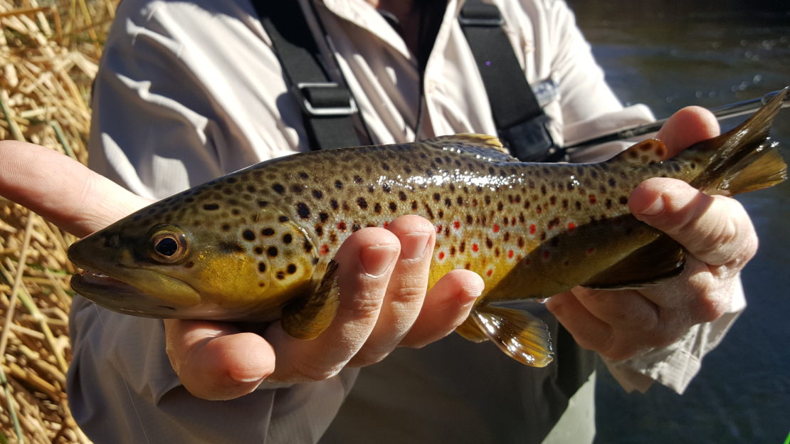 Lower Owens River Fly Fishing guide, eastern Sierra Fly fishing, Mammoth Lakes Fly Fishing guide