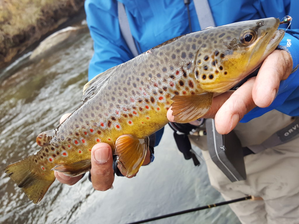 Fly fishing the Lower Owens River 