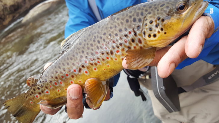 Fly fishing the Lower Owens River