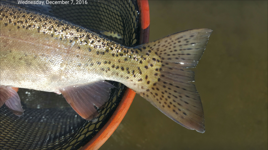 Winter fly fishing on the Upper Owens River