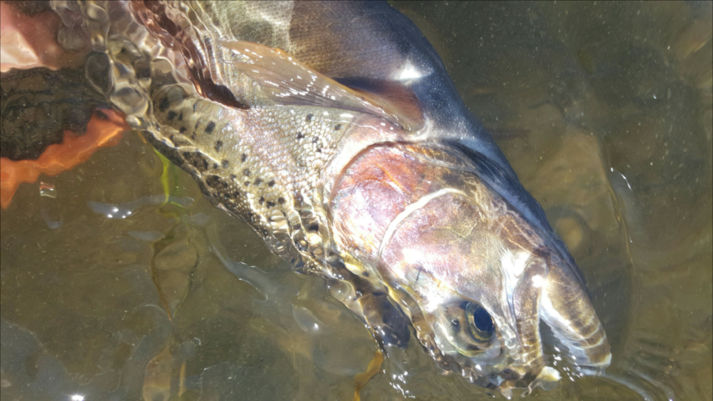 Wintertime Fly Fishing on the Upper Owens River near Mammoth Lakes California 