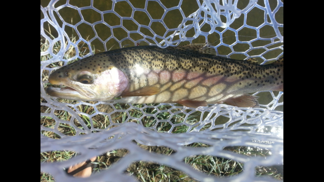 Hot Creek Fly Fishing near Mammoth Lakes