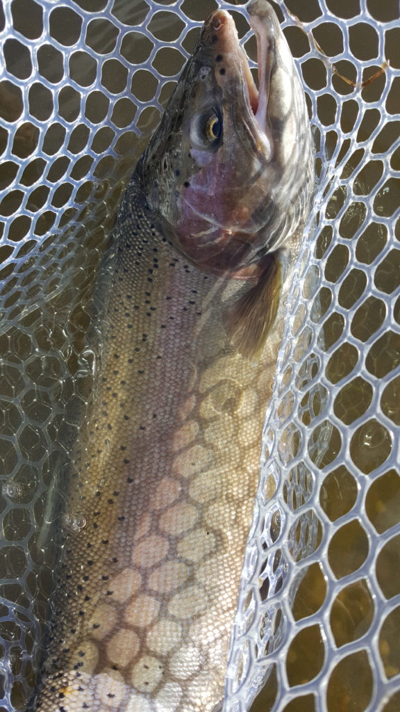 Georgous Upper Owens River Trout 