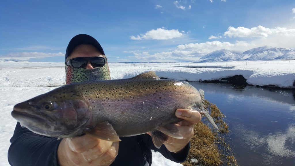 Upper Owens River Fly Fishing large Rainbow Trout 