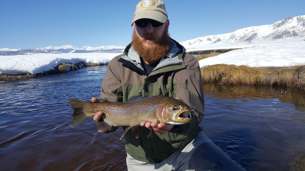 Large Upper Owens River Rainbow Trout 