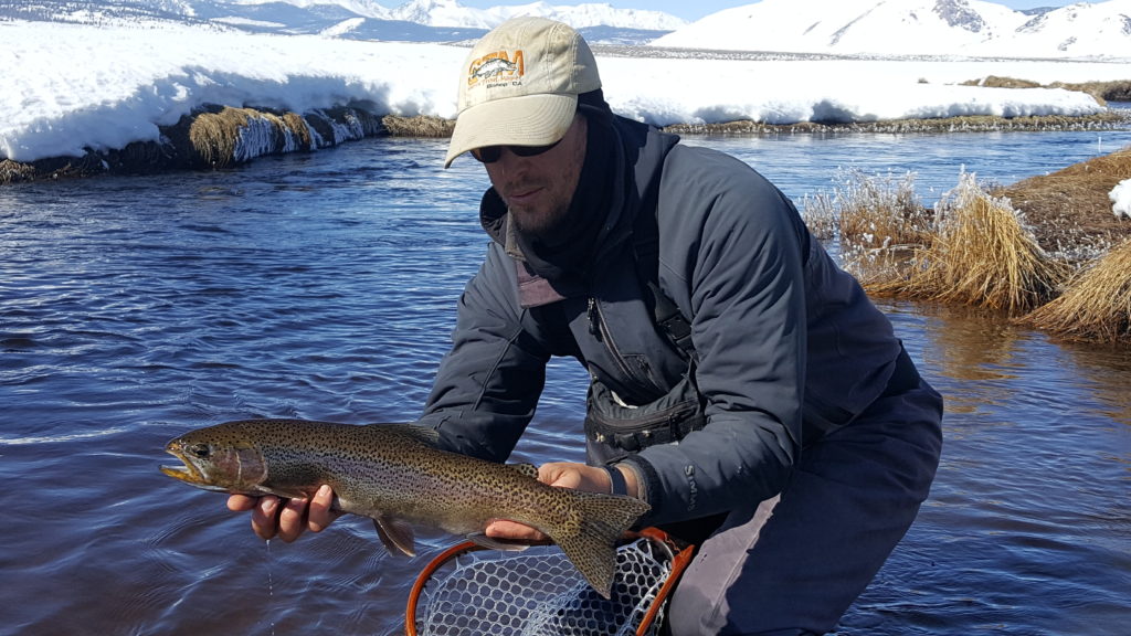 Large Trout landed on the Upper Owens River near Mammoth Lakes CA 