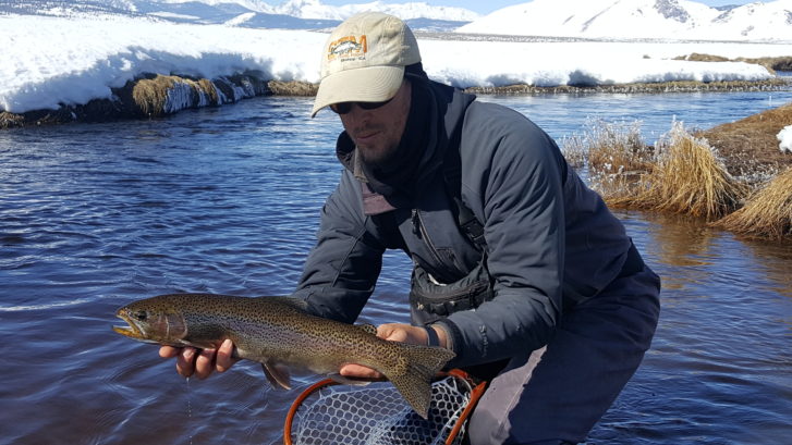 Large Trout landed on the Upper Owens River near Mammoth Lakes CA
