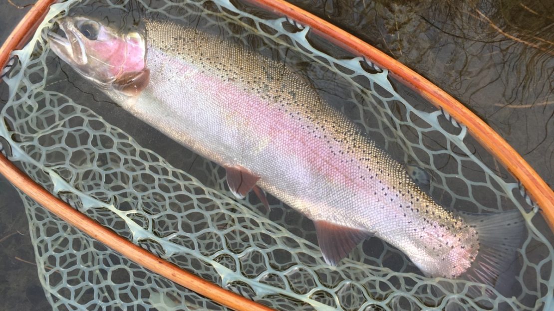 Another beauty of a Trout caught by STM Fly Fishing