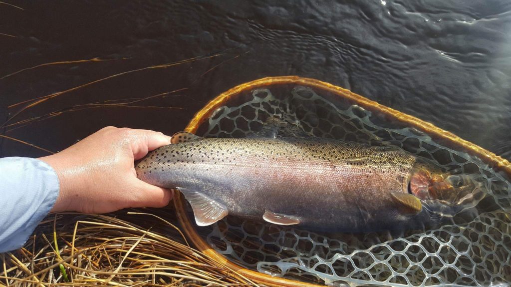 Another unforgettable Rainbow of the Upper Owens River system