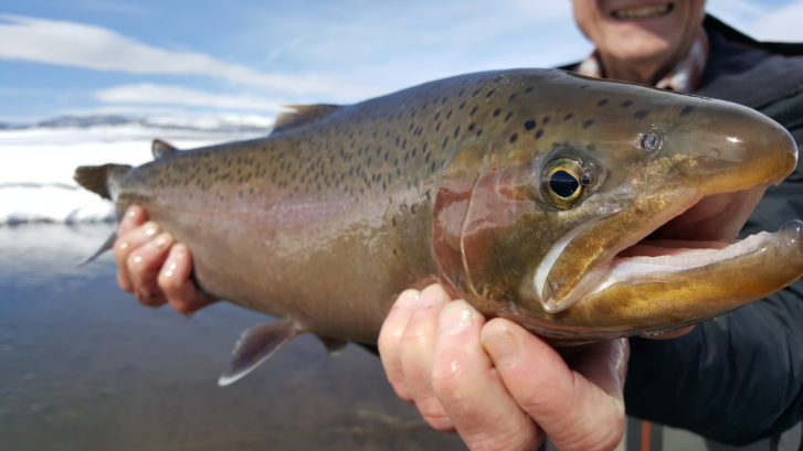 large rainbow trout from Upper Owens River in the snow